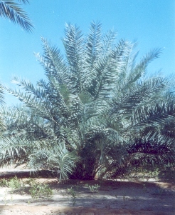 11111palm-1.jpg