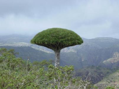 1111dragon_blood_tree_galleryfull.jpg