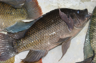 1111fish.jpg