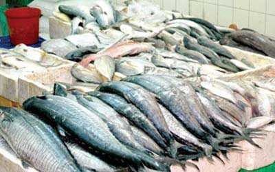 111fish6.jpg