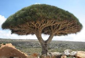 111sogatra_20140218_14.jpg