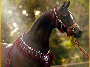 1horse041.jpg