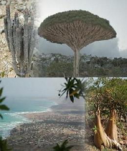 Sogatra_Yemen_01.JPG