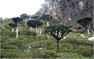 Sogatra_Yemen_04.JPG