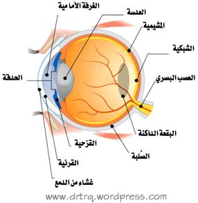 eye.jpg