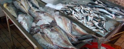 fish_hadhra-yemen.jpg
