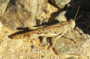 locust.jpg