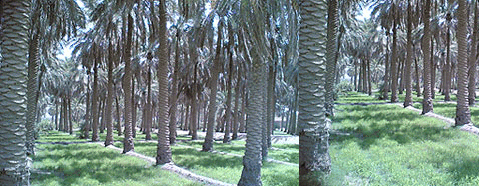 n6l.gif