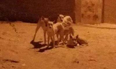 news_20170326_4.jpeg