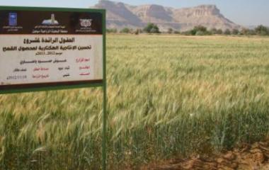 sayun_shibam_zera3a_gam7_0.JPG