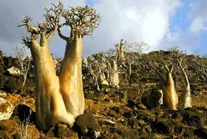 socotra05.jpg