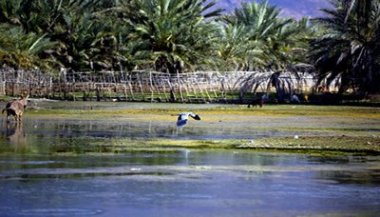 sogatraa_mahmiah_2013-03-24_1.jpg