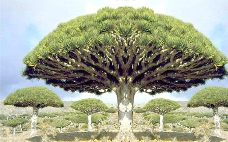 sogatrah_20130416.jpg