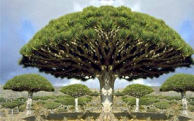 sogatrah_20130423_2.jpg